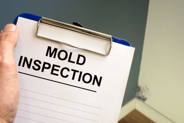 Best Black Mold Removal  in Jefferson, TX